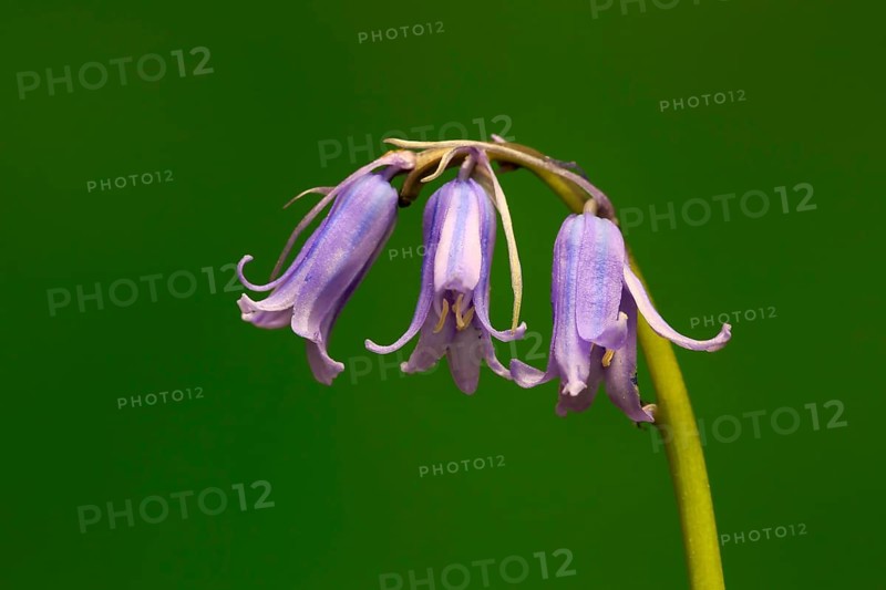 Spanish bluebell (Hyacinthoides hispanica)