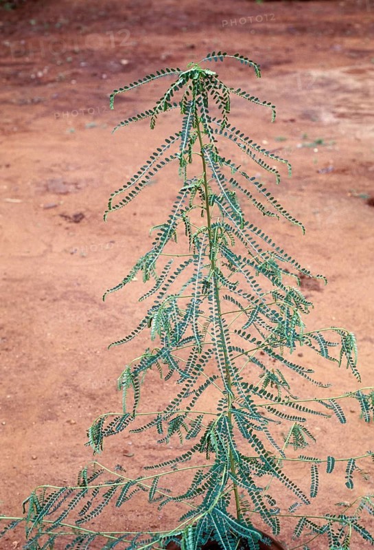 Phyllanthus amarus: Jangli amli