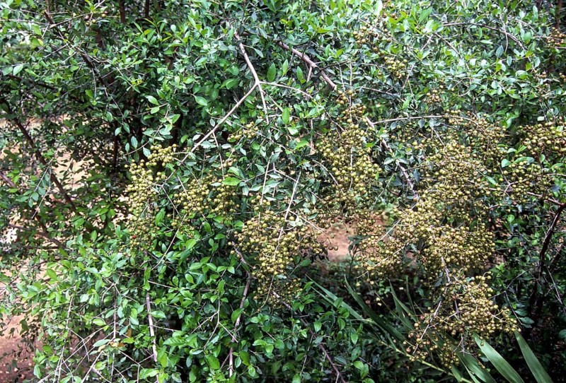 Lawsonia inermis linn: Henna