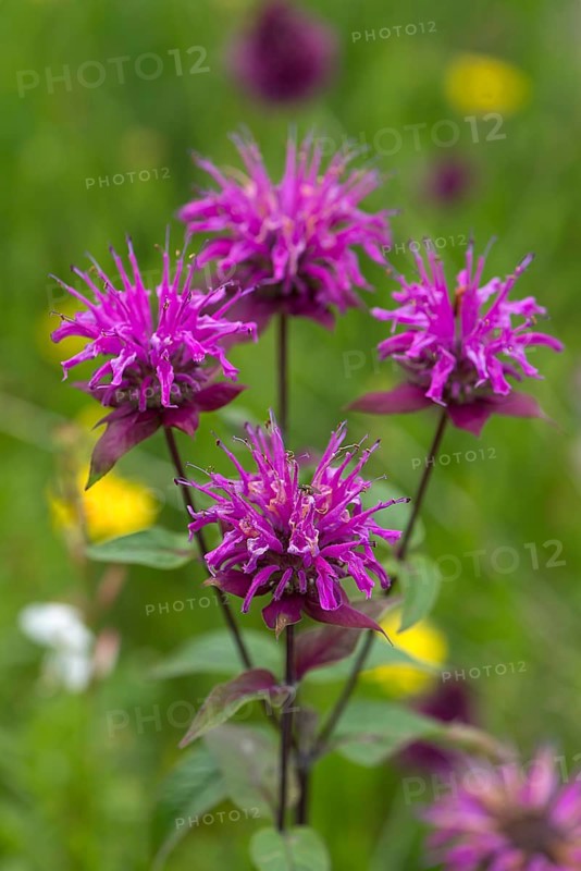 Indian nettle (Monarda menthifolia)