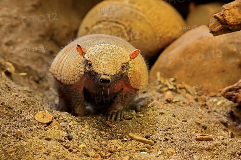Big hairy armadillo (Chaetophractus villosus)