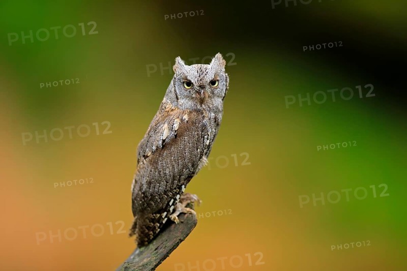 European scops owl (Otus scops)
