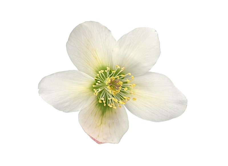 Oriental hellebore (Helleborus orientalis)