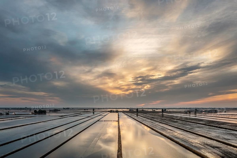 Flooded rice fields in May at daybreak