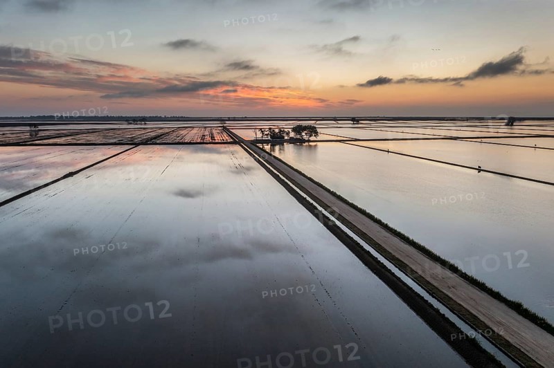 Flooded rice fields in May at daybreak