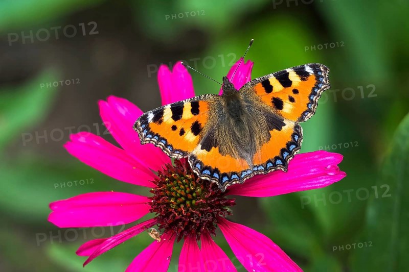 Small tortoiseshell (Aglais urticae)