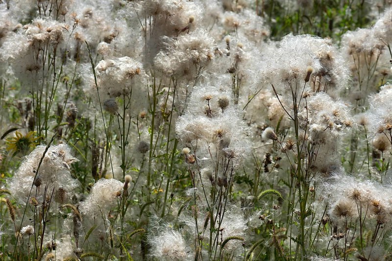 Flowering thistle (Cirsium arvense) Bavaria