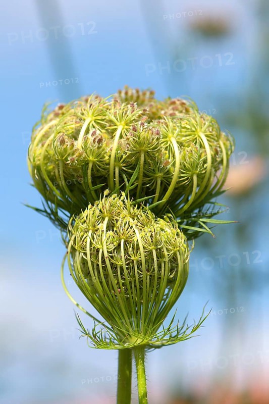 Seed stand of the wild Wild carrot (Daucus carota subsp. carota)