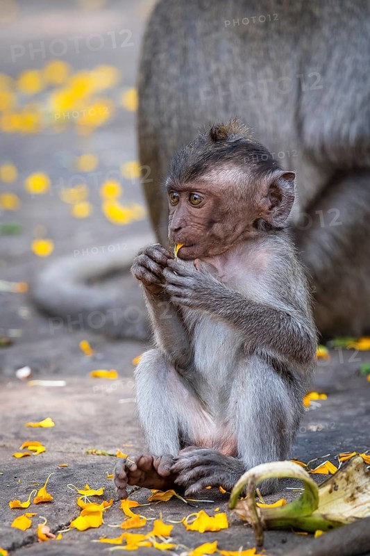 Young Crab eating macaque (Macaca fascicularis) or Javan monkey