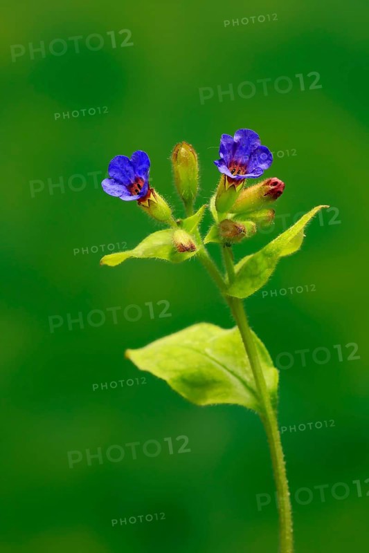 Common lungwort (Pulmonaria officinalis)