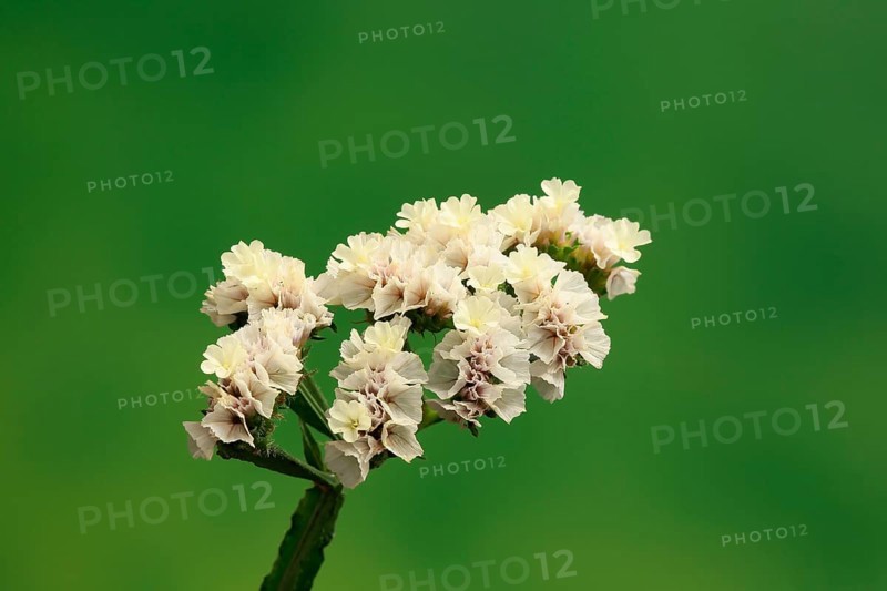 Sea Lavender (Limonium)
