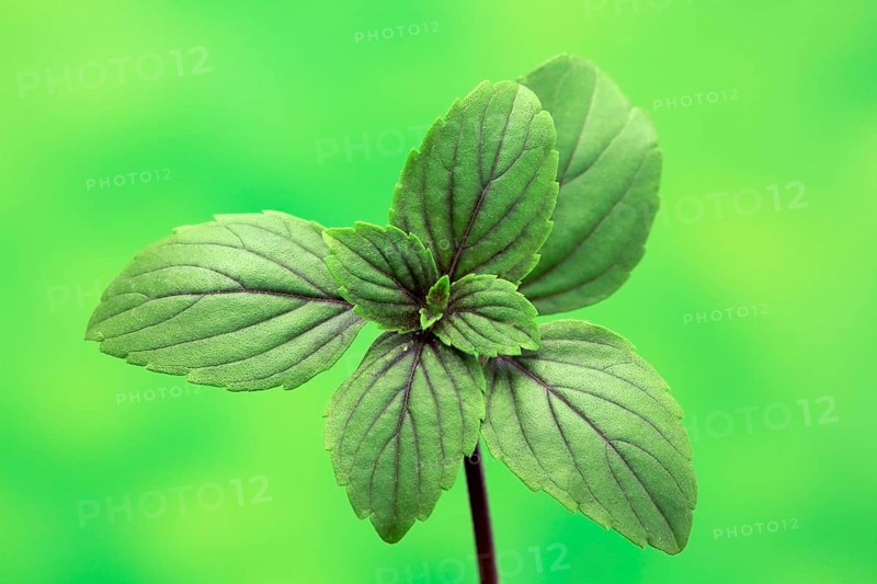 Shrub Basil (Ocimum basilicum) Magic Blue (Magic Blue)
