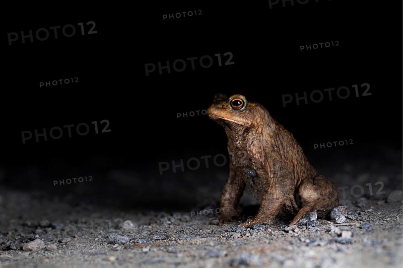 Common toad (Bufo bufo)