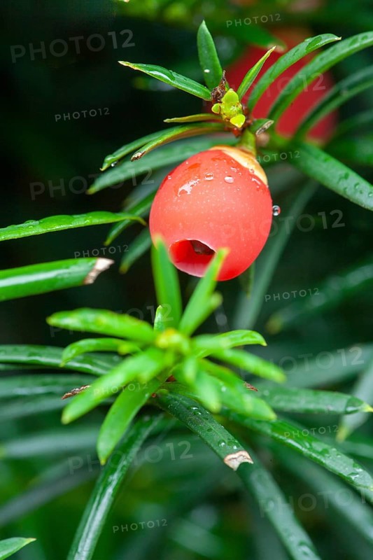 English yew (Taxus baccata)