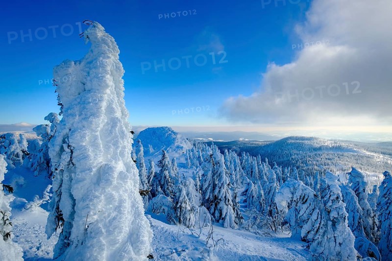 Snow-covered spruces