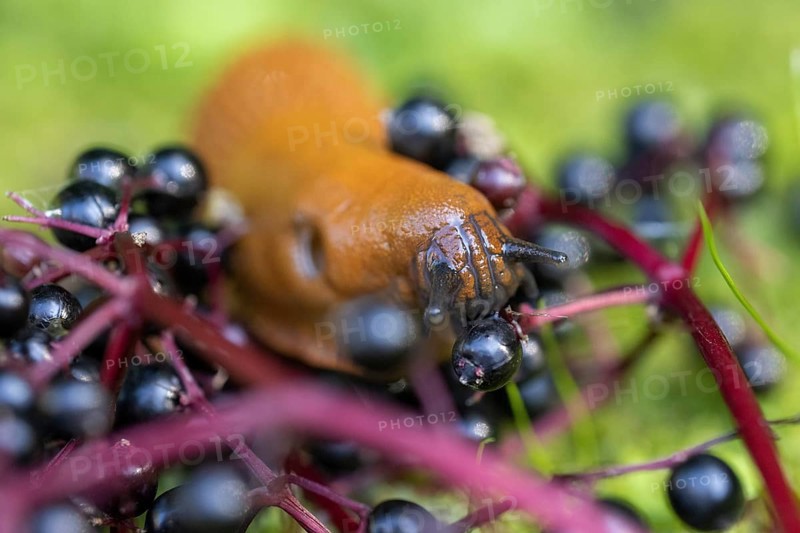 Red slug (Arion rufus) feeding on elderberries