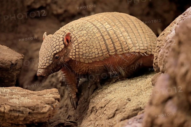 Big hairy armadillo (Chaetophractus villosus)