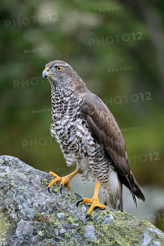 Northern goshawk (Accipiter gentilis)