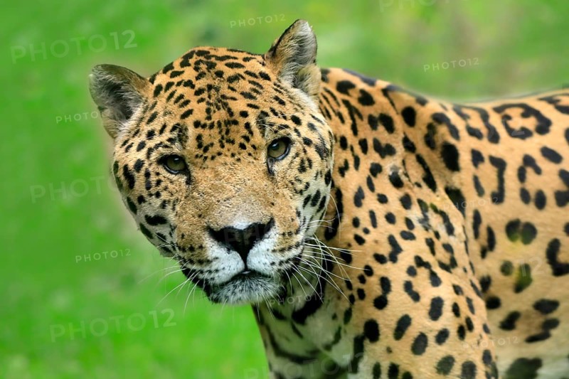 Jaguar (Panthera onca)