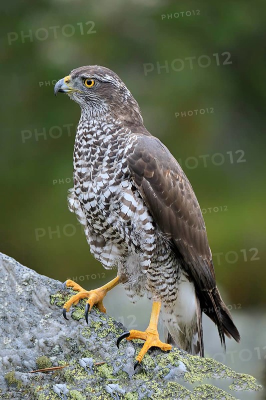 Northern goshawk (Accipiter gentilis)