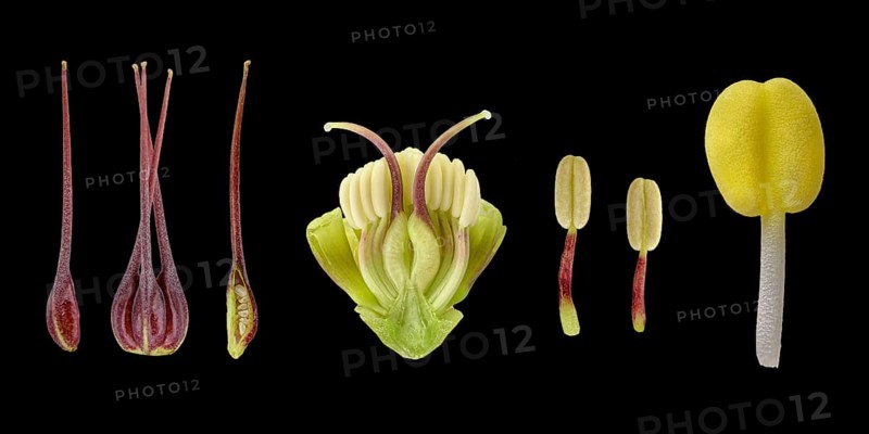 Barnhaven hybrid (Helleborus x hybridus)