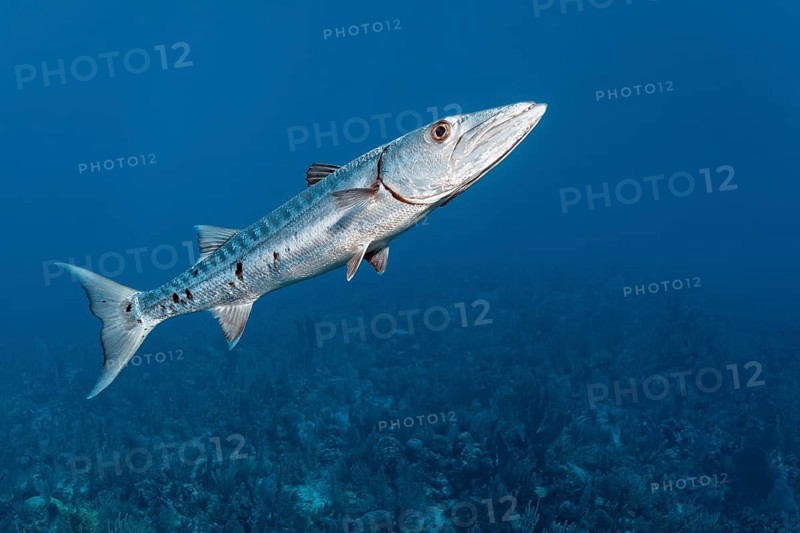 Great barracuda (Sphyraena barracuda)