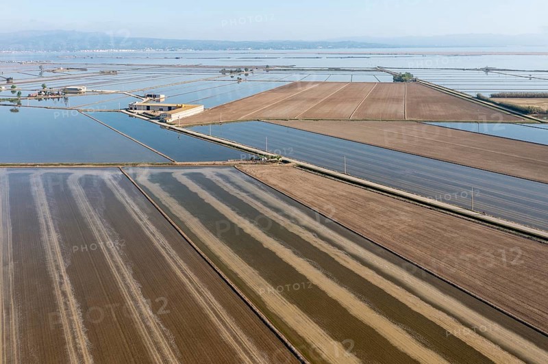 Flooded rice fields in May