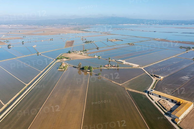 Flooded rice fields in May
