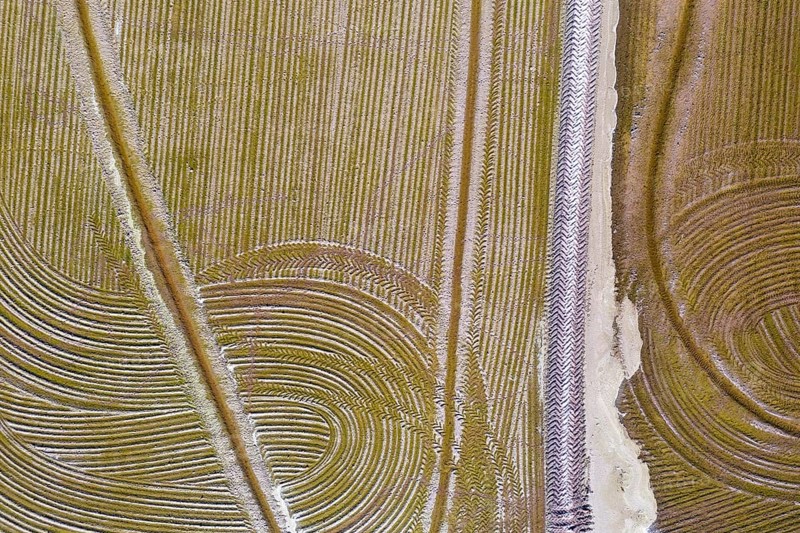 Detail of a flooded rice field in May