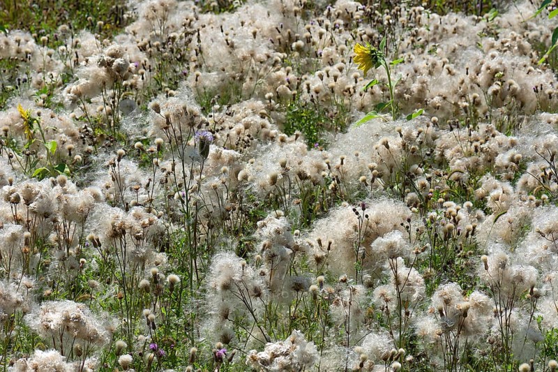 Field of faded Creeping thistle (Cirsium arvense) Bavaria