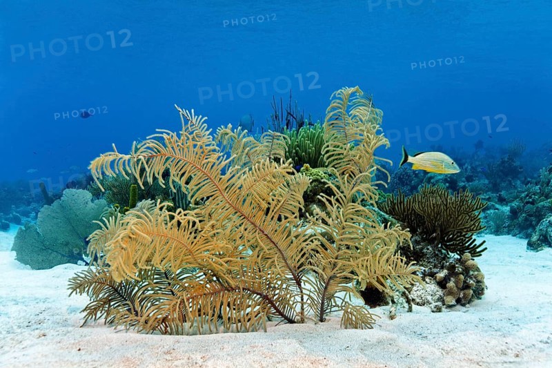 Slimy Sea Plume (Pseudopterogorgia americana) on a sandy bottom