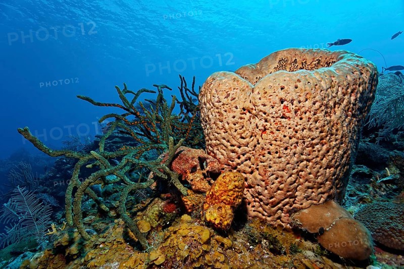 Left Green finger sponge (Lotrochota birotulata)