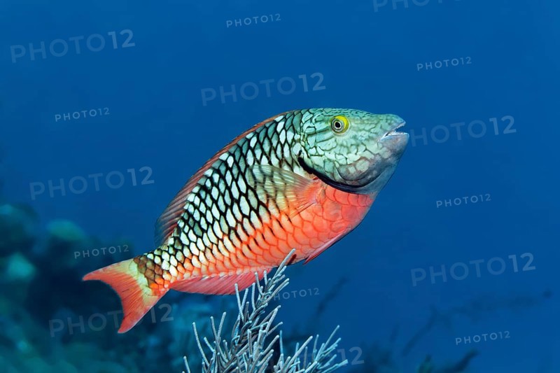 Stoplight parrotfish (Sparisoma viride)
