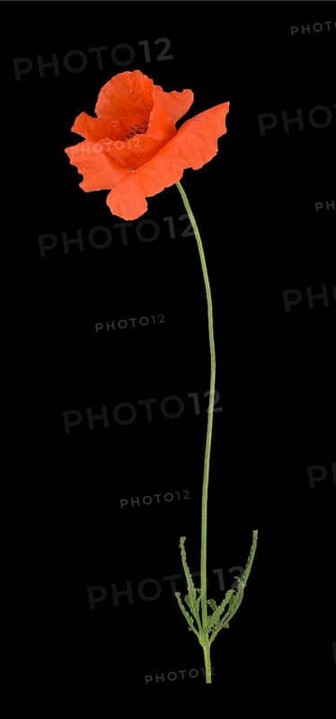Poppy flowers (Papaver rhoeas)