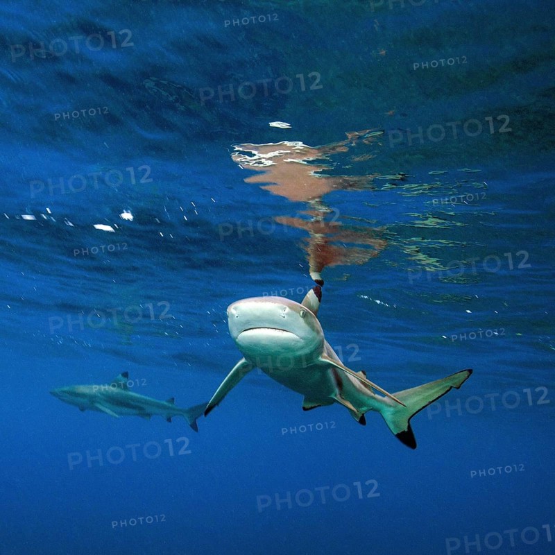 Blacktip reef shark (Carcharhinus melanopterus) reflected under water surface and threatening with lowered fins