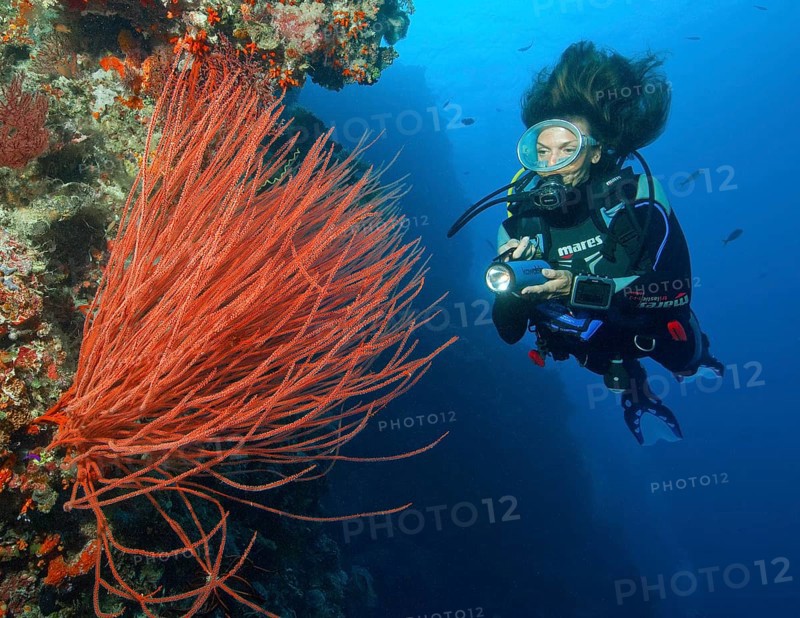 Diver looking at and illuminating Red whip coral (Ellisella ceratophyta)