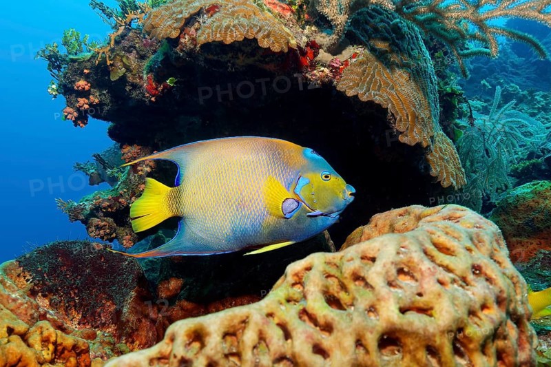 Queen angelfish (Holacanthus ciliaris)