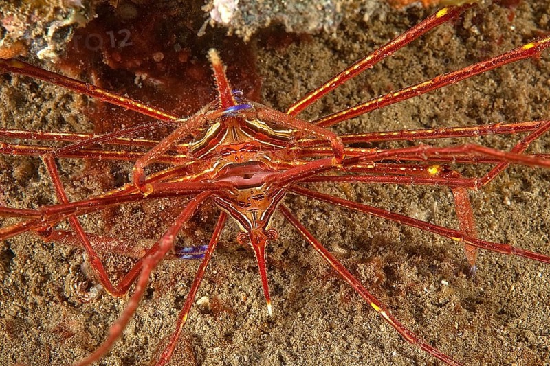 Mating Arrow Crab (Stenorhynchus lanceolatus)