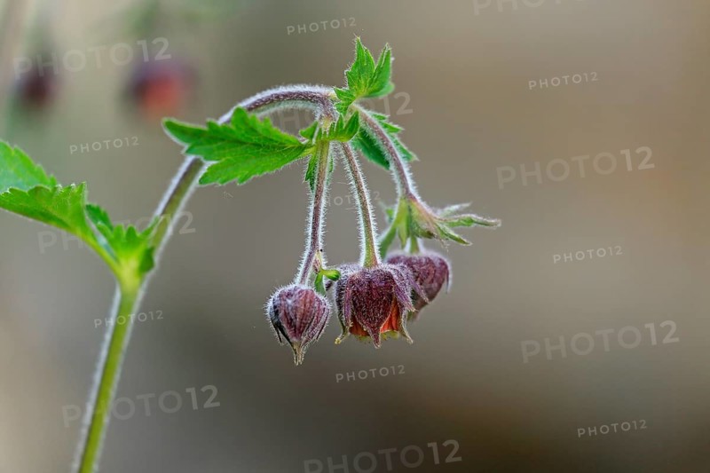 Bach clovewort (Geum rivale)