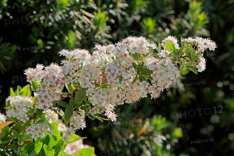 Scarlet firethorn (Pyracantha coccinea)