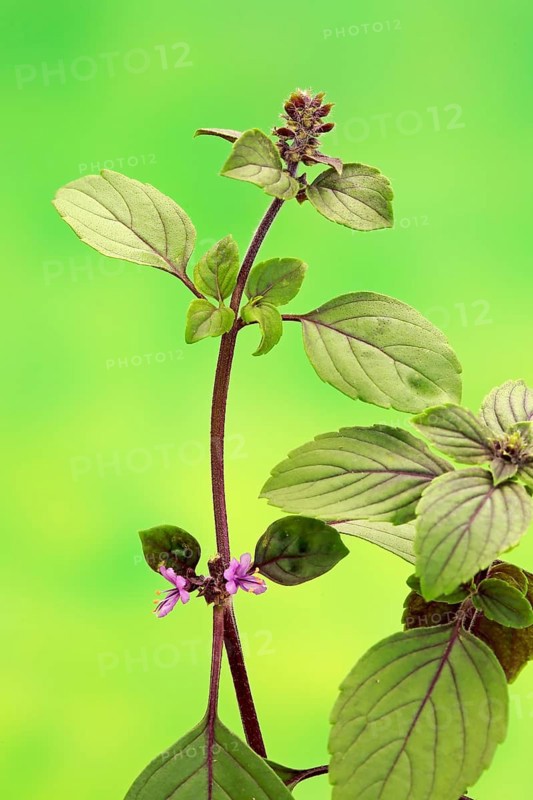 Shrub Basil (Ocimum basilicum) Magic Blue (Magic Blue)