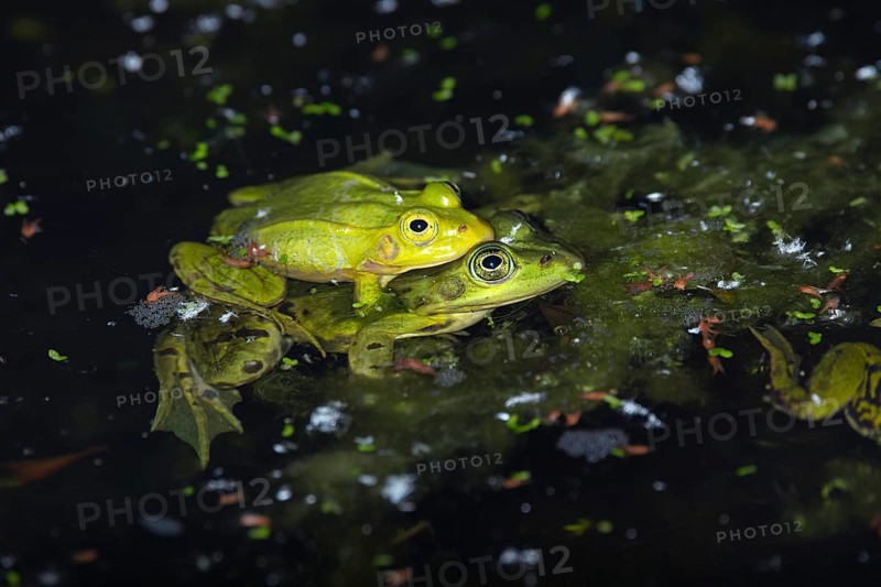 Pool frog (Pelophylax lessonae)