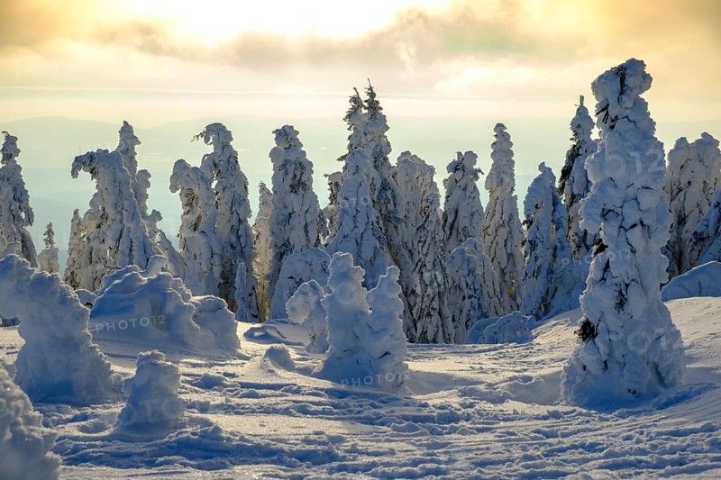 Sunset with snow-covered spruces