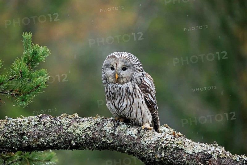 Ural owl (Strix uralensis)