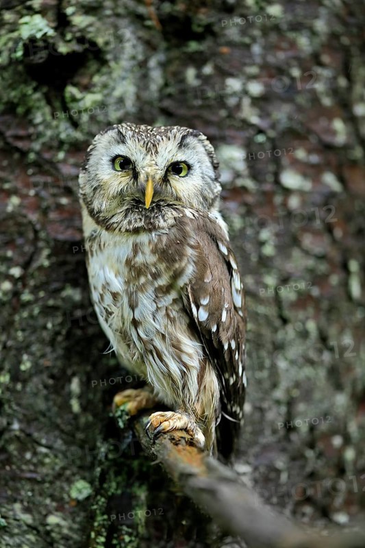 Tengmalm's owl (Aegolius funereus)