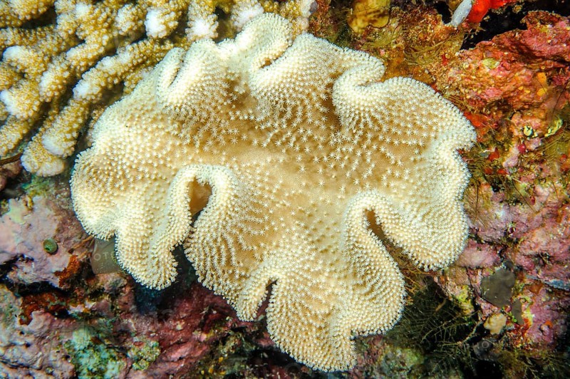 Leather coral (Sarcophyton glaucum)