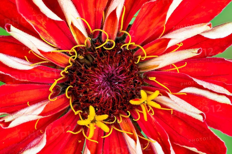Flower of a Zinnia (Zinnia elegans)