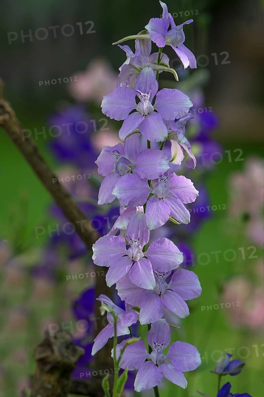 Wild forking larkspur (Consolida regalis)
