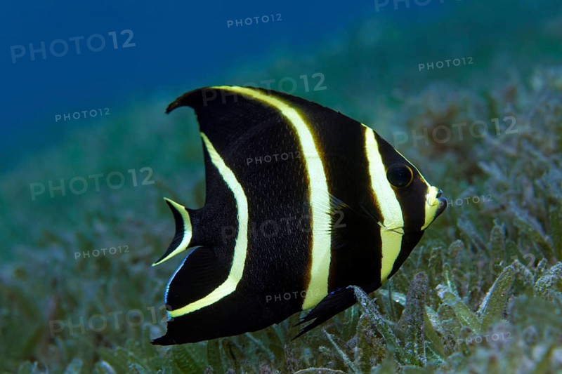 French Angelfish (Pomacanthus paru)