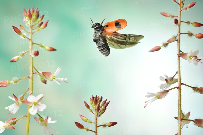 Willow Clytra (Clytra laeviuscula) in flight on the great Enchanter's nightshade (Circaea lutetiana)